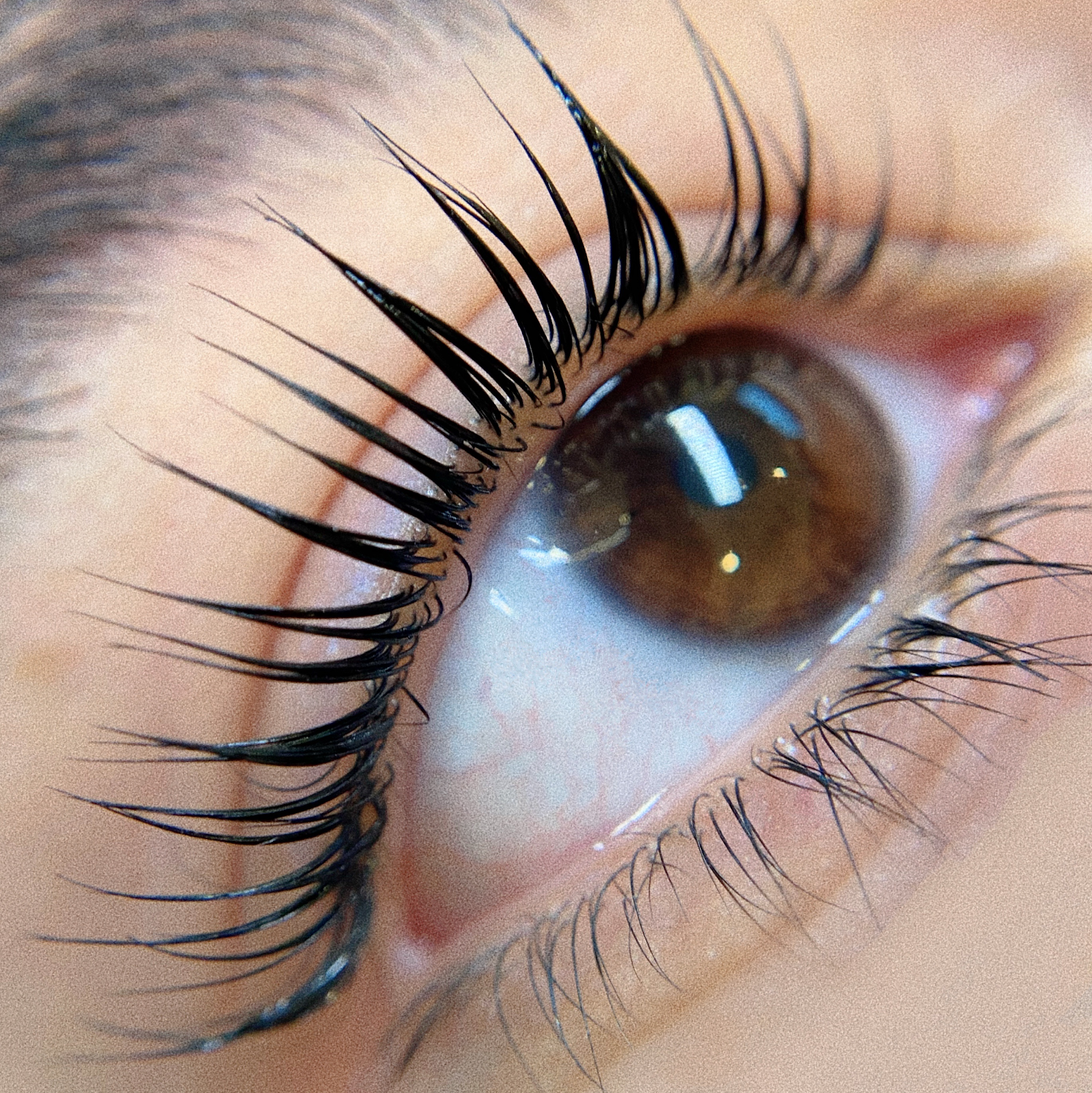 Brow Darlin’ — photo 3
