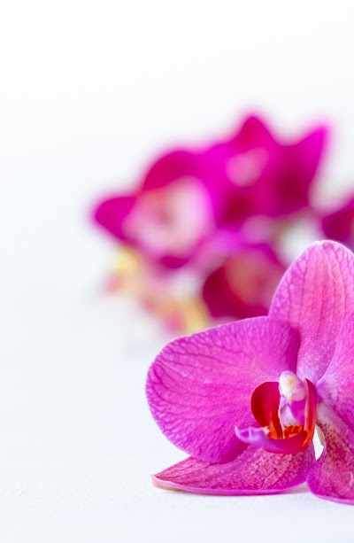 True Beauty Brazilian Wax & Spa in Nashville, TN